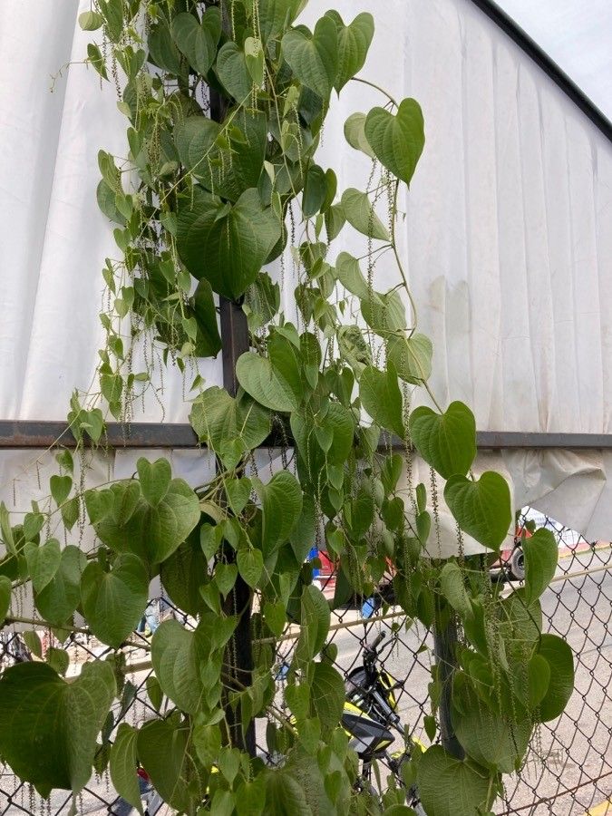 Dioscorea mexicana — search result for 'Dioscorea'