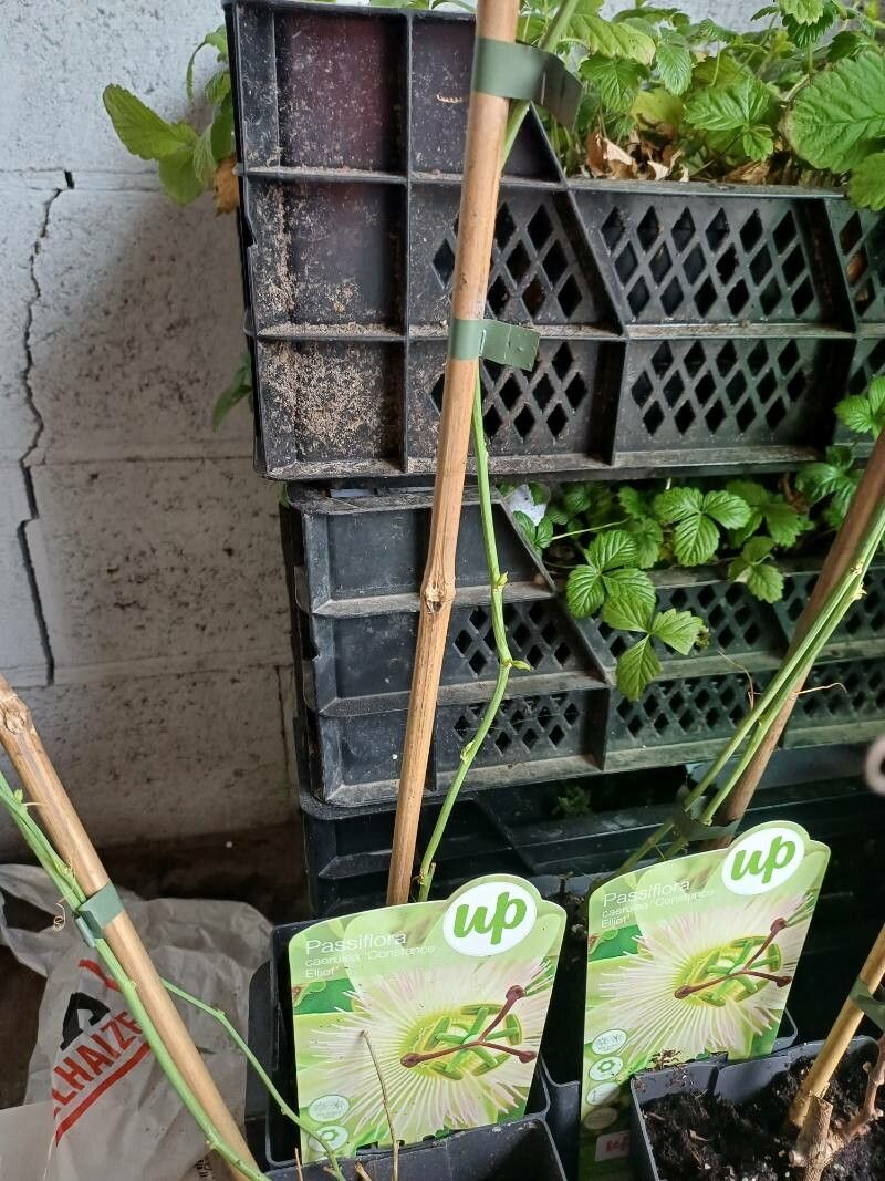 Rubus acanthodes flower