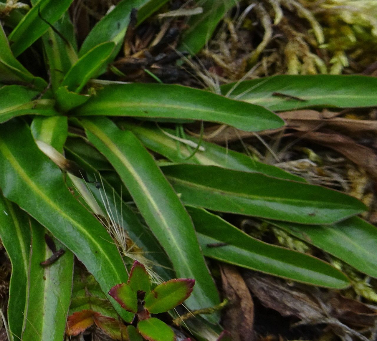 Hypochaeris taraxacoides — search result for 'Hypochaeris'