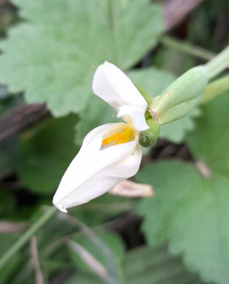 Eleutherine latifolia flower