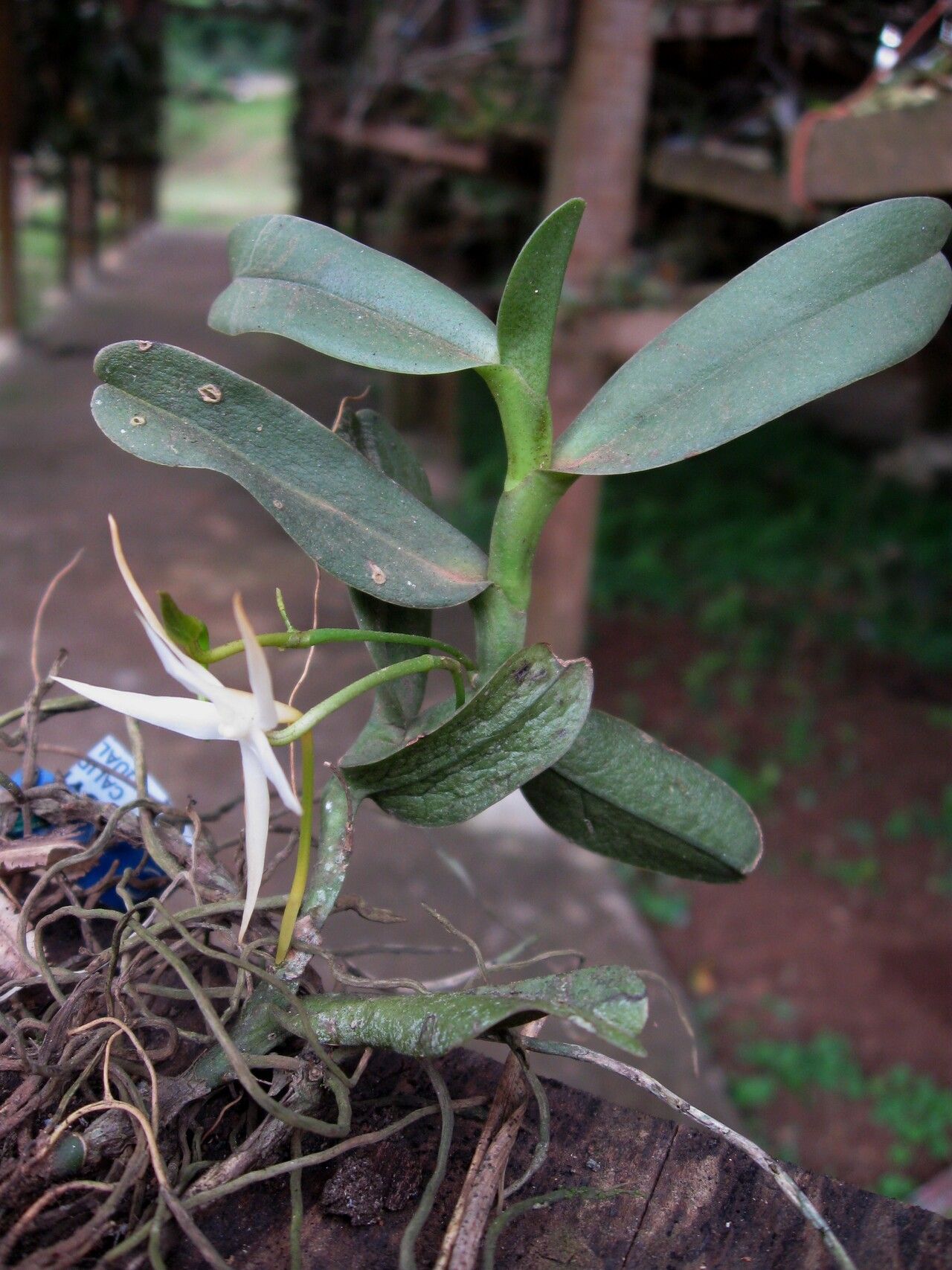 Angraecum sanfordii habit