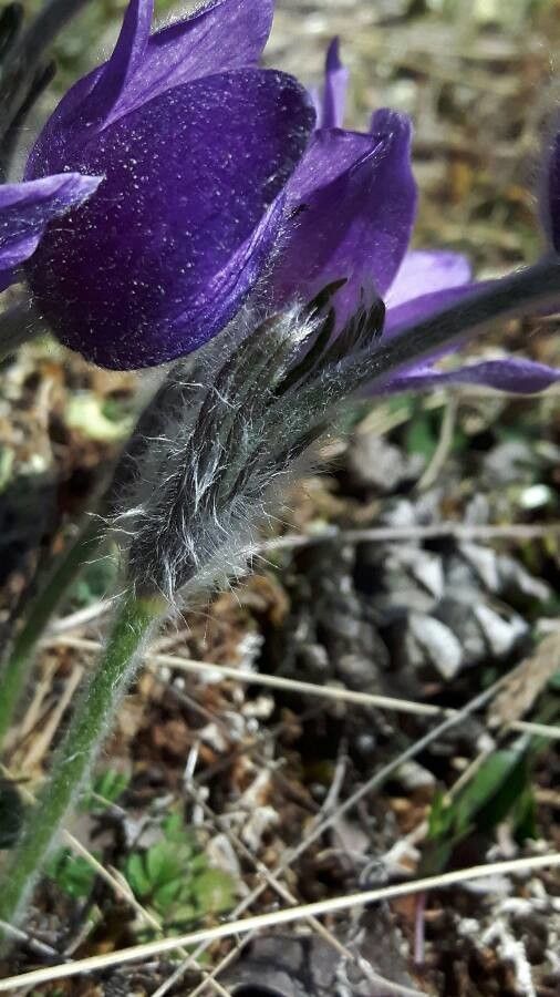 Anemone halleri leaf