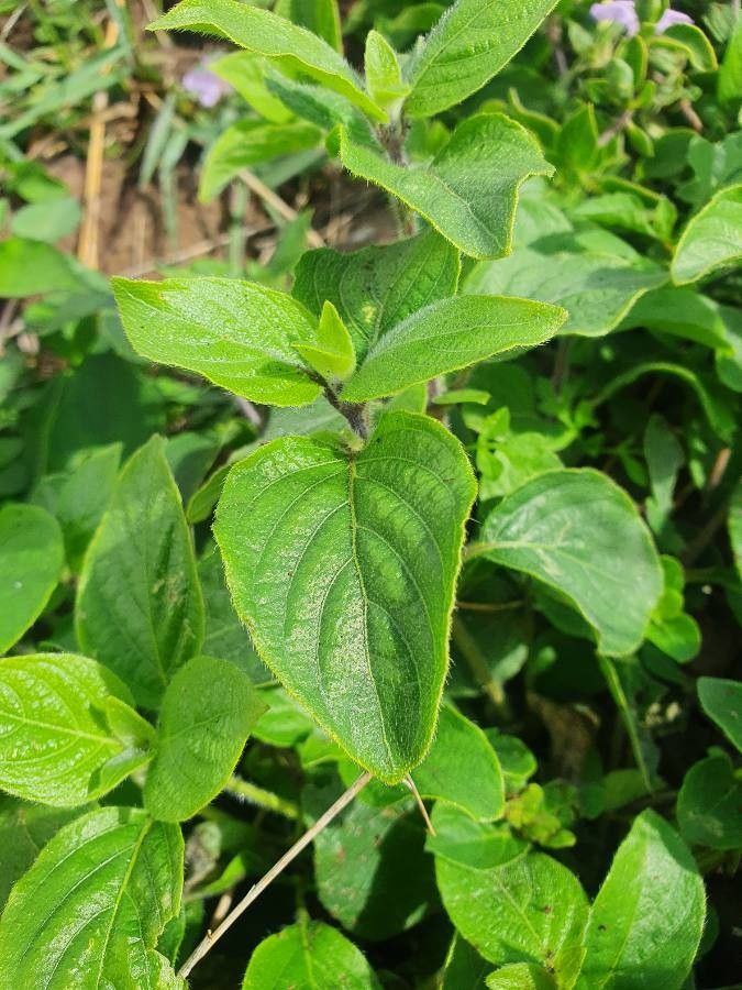 Ruellia prostrata leaf