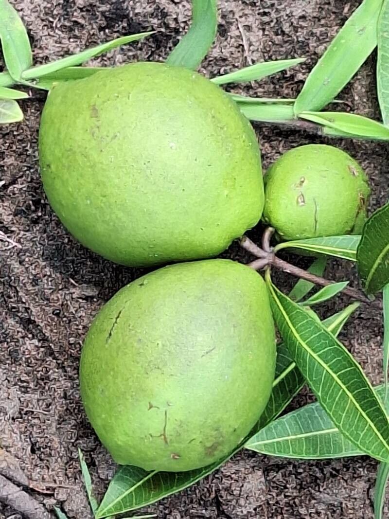 Landolphia lanceolata fruit