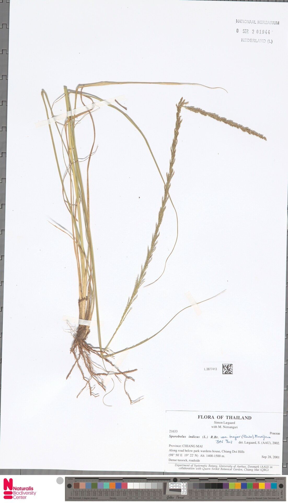 Sporobolus fertilis — search result for 'Burma'