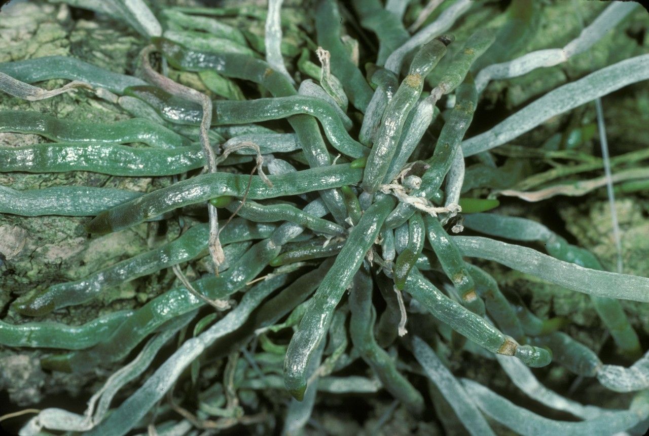 Chiloschista segawae habit