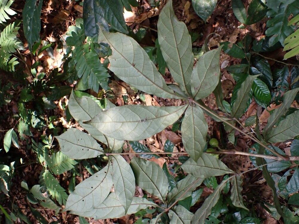 Vitex gabunensis — houseplant care guide