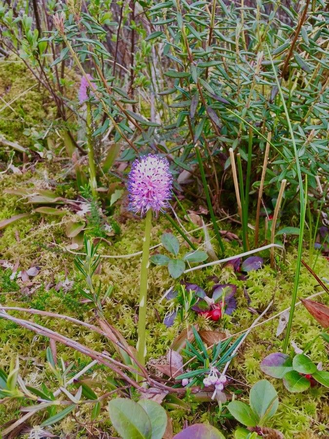 Helonias bullata flower