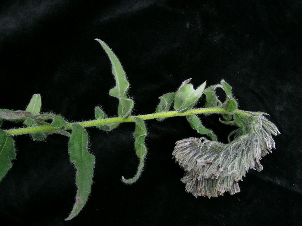 Onosma bracteata habit