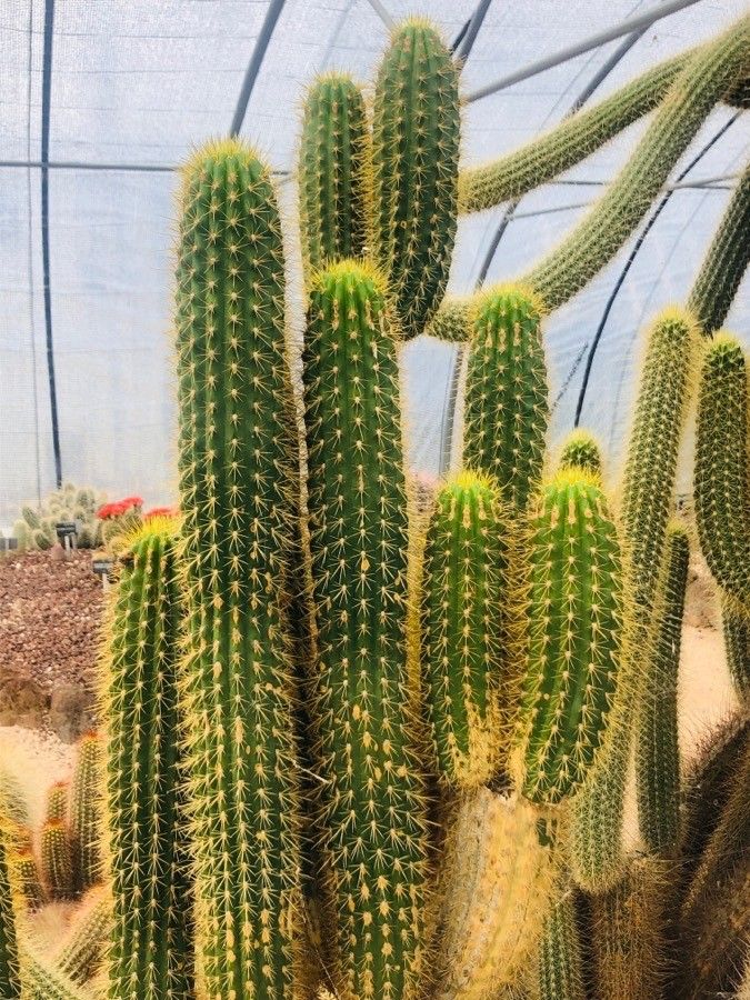 Echinopsis volliana — search result for 'Echinopsis'