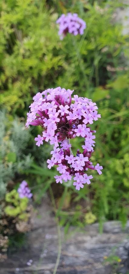 Verbena brasiliensis flower