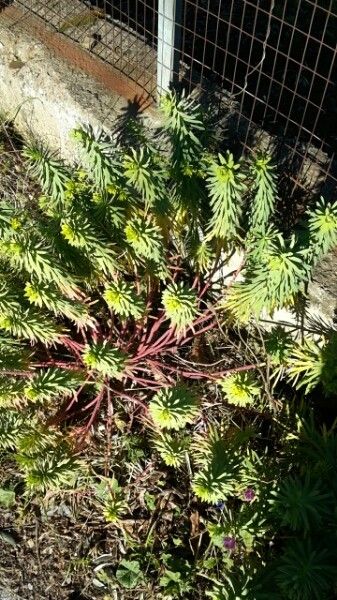 Euphorbia bivonae habit