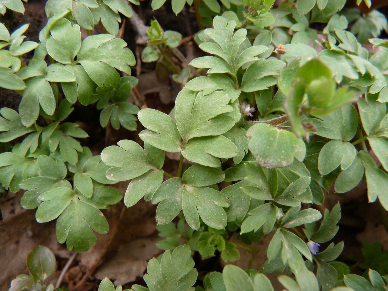 Adoxa moschatellina — search result for 'Adoxaceae'