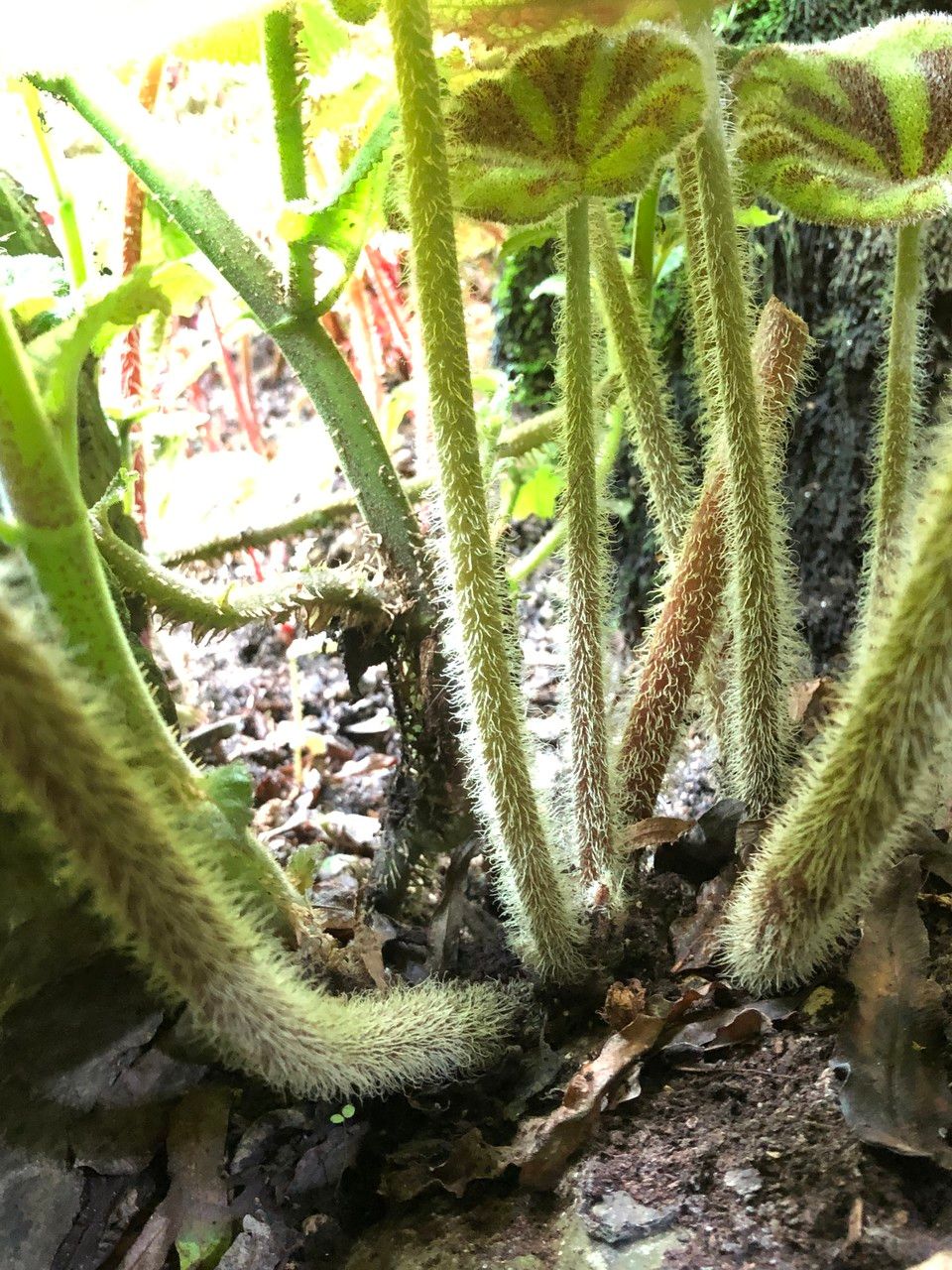 Begonia variegata bark