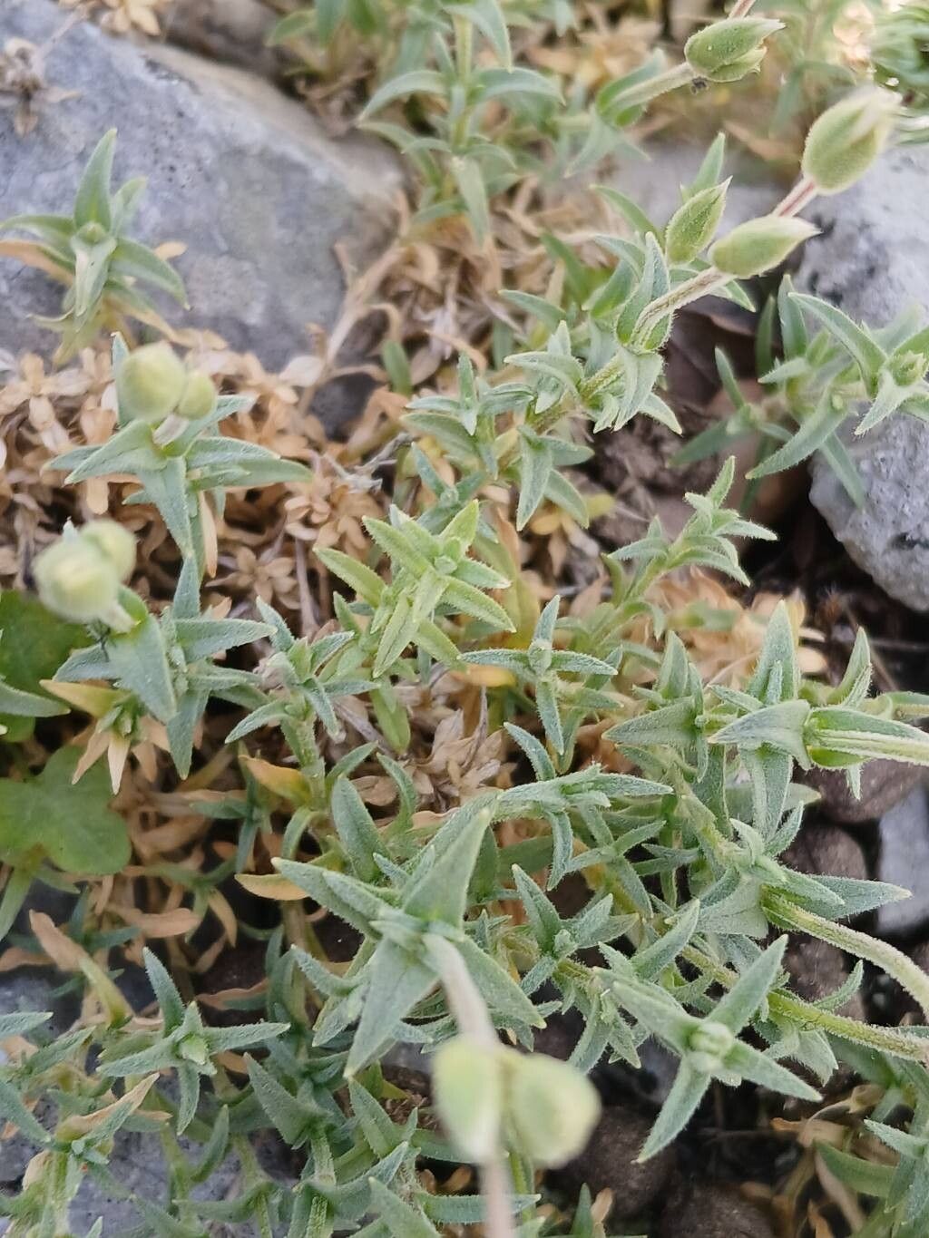 Cerastium supramontanum — houseplant care guide