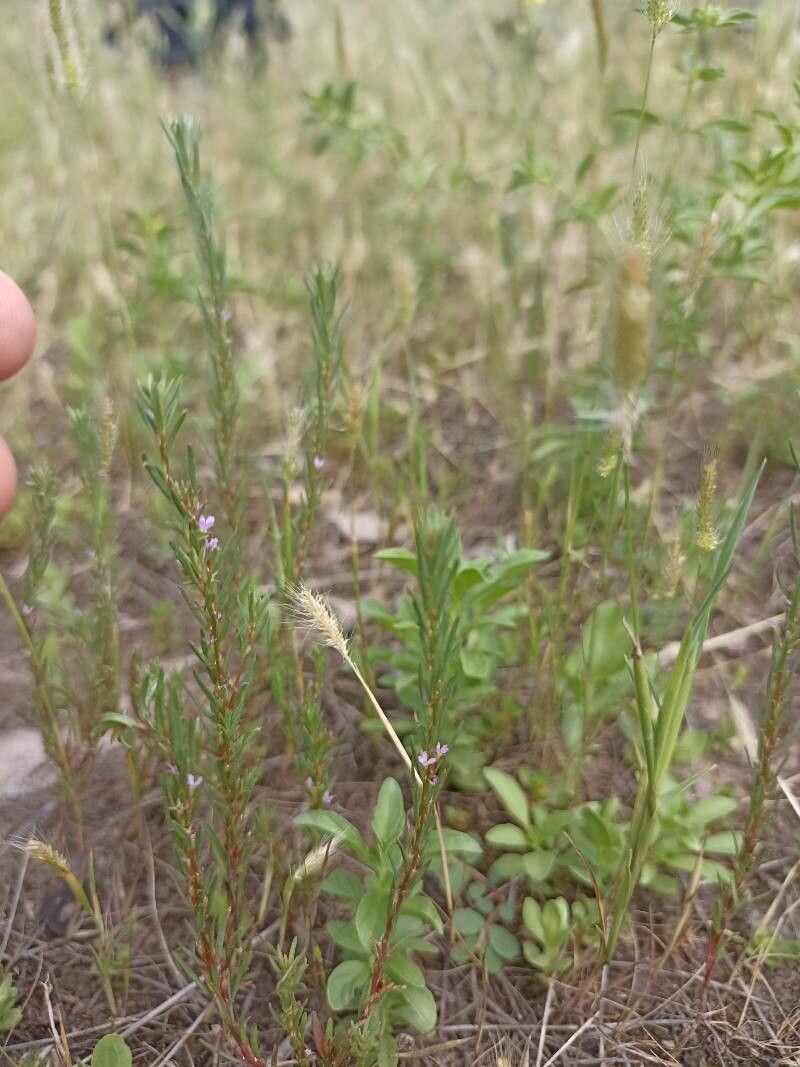 Lythrum thymifolia flower