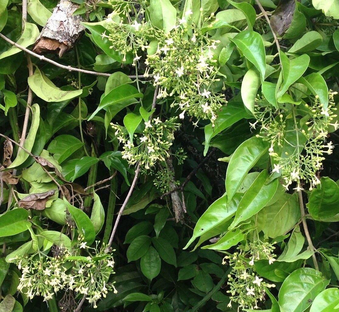 Aegiphila elata flower