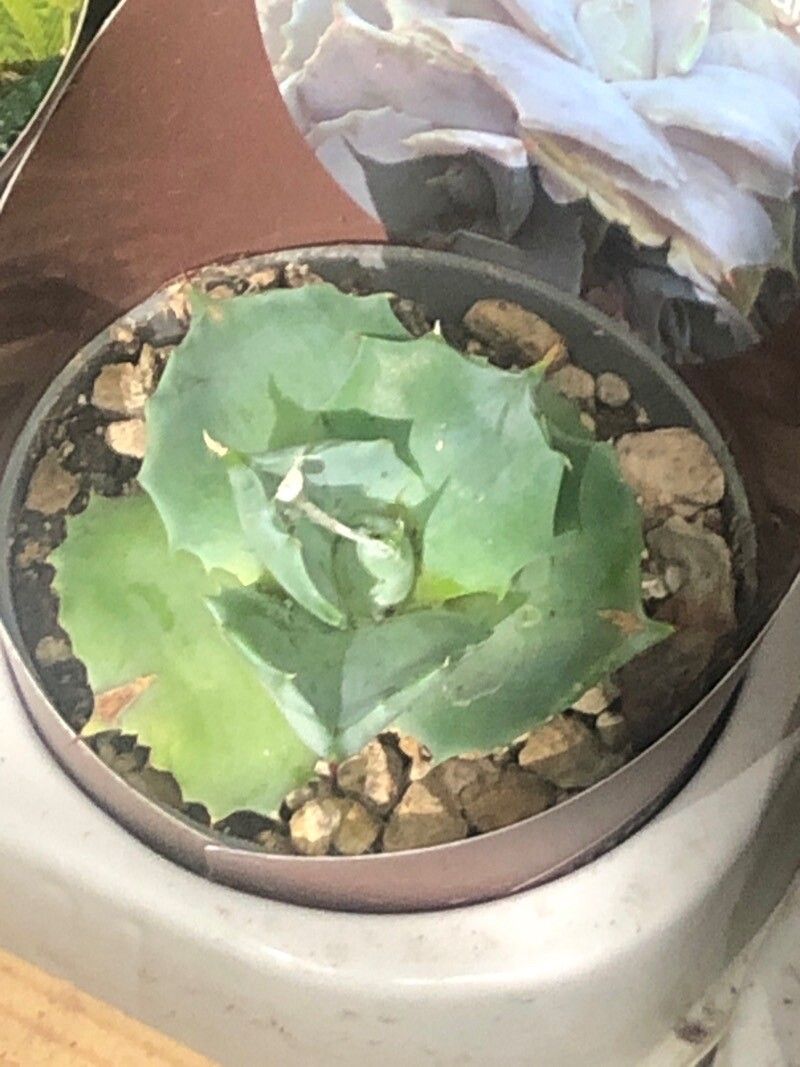 Agave potatorum — search result for 'Agave'