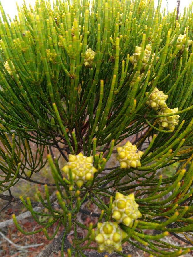 Gymnostoma leucodon fruit