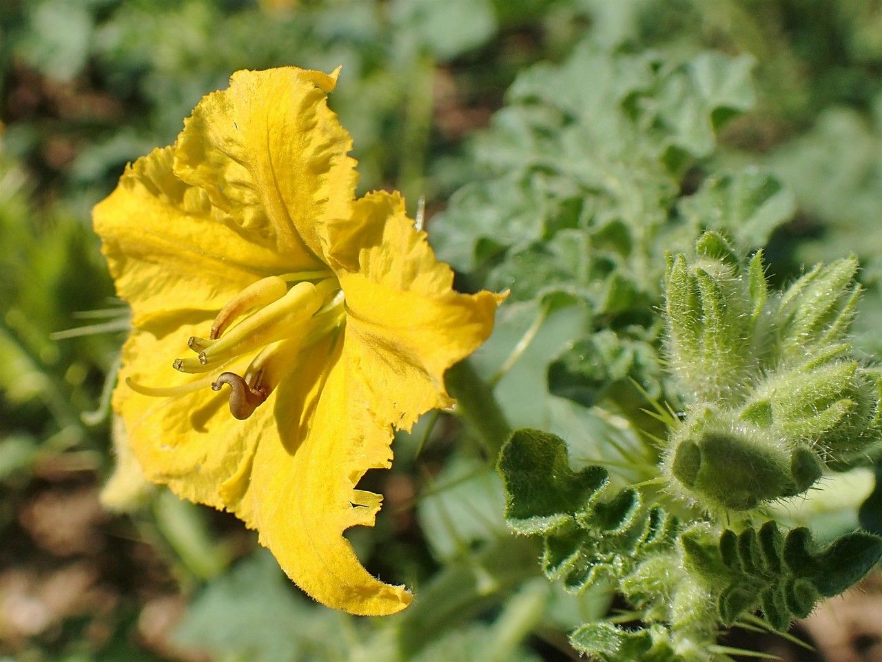 Solanum rostratum flower
