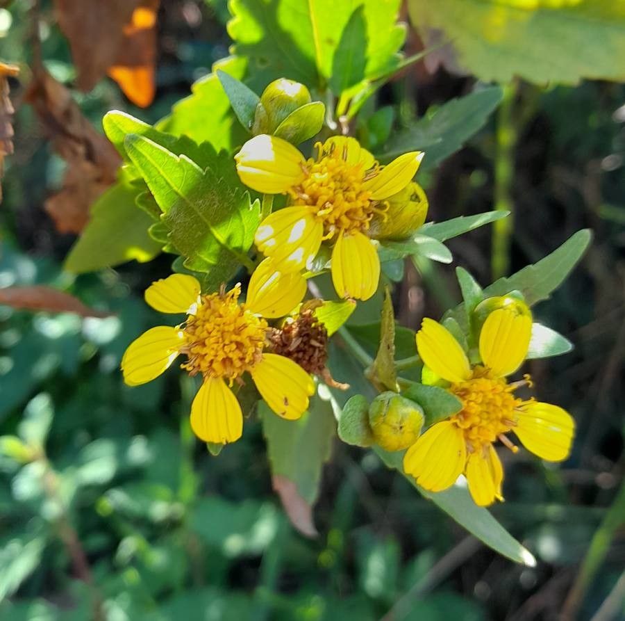 Calea pinnatifida flower