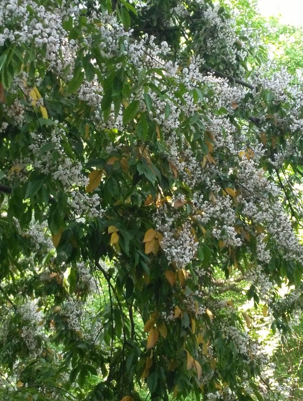 Ormosia hosiei flower