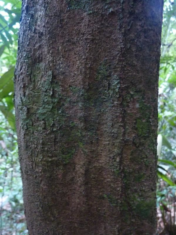 Hirtella hispidula — houseplant care guide