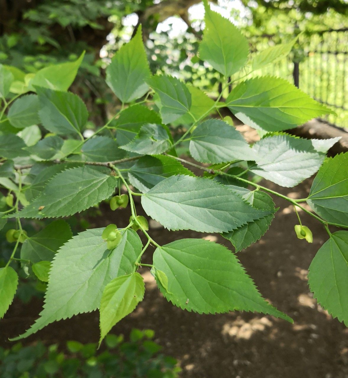 Pteroceltis tatarinowii leaf