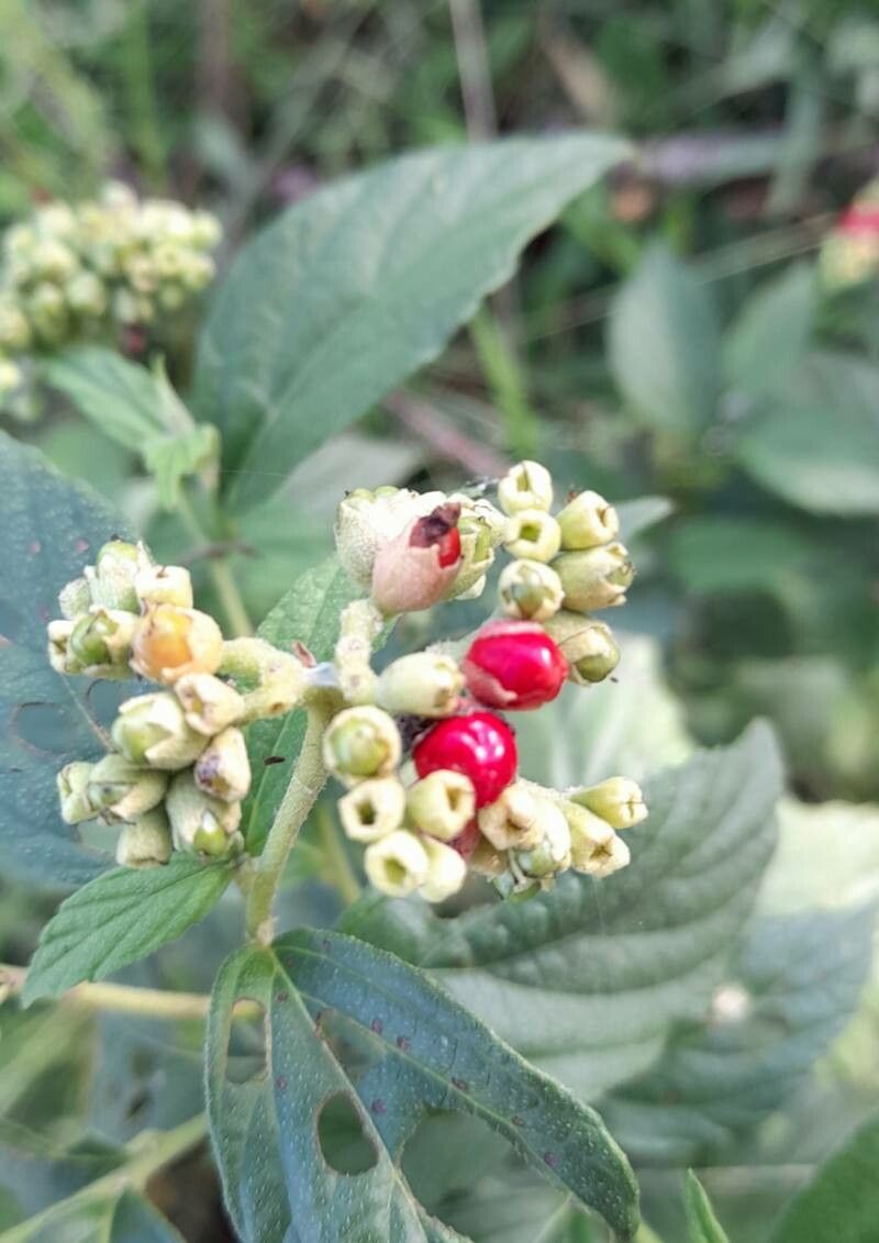 Varronia polycephala fruit