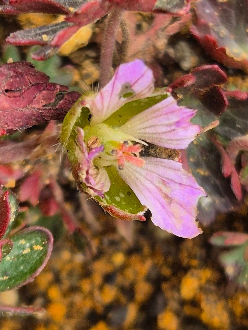 Geranium kilimandscharicum flower