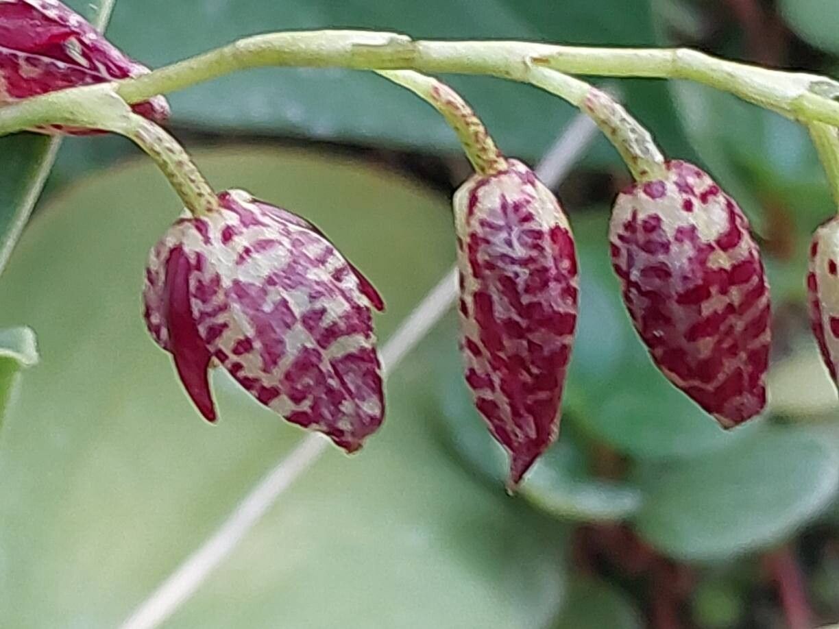 Pleurothallis restrepioides flower