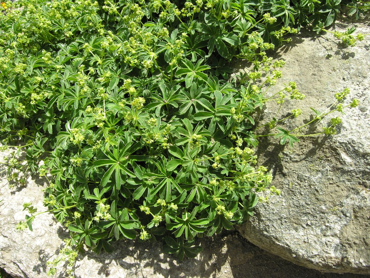 Alchemilla pallens leaf