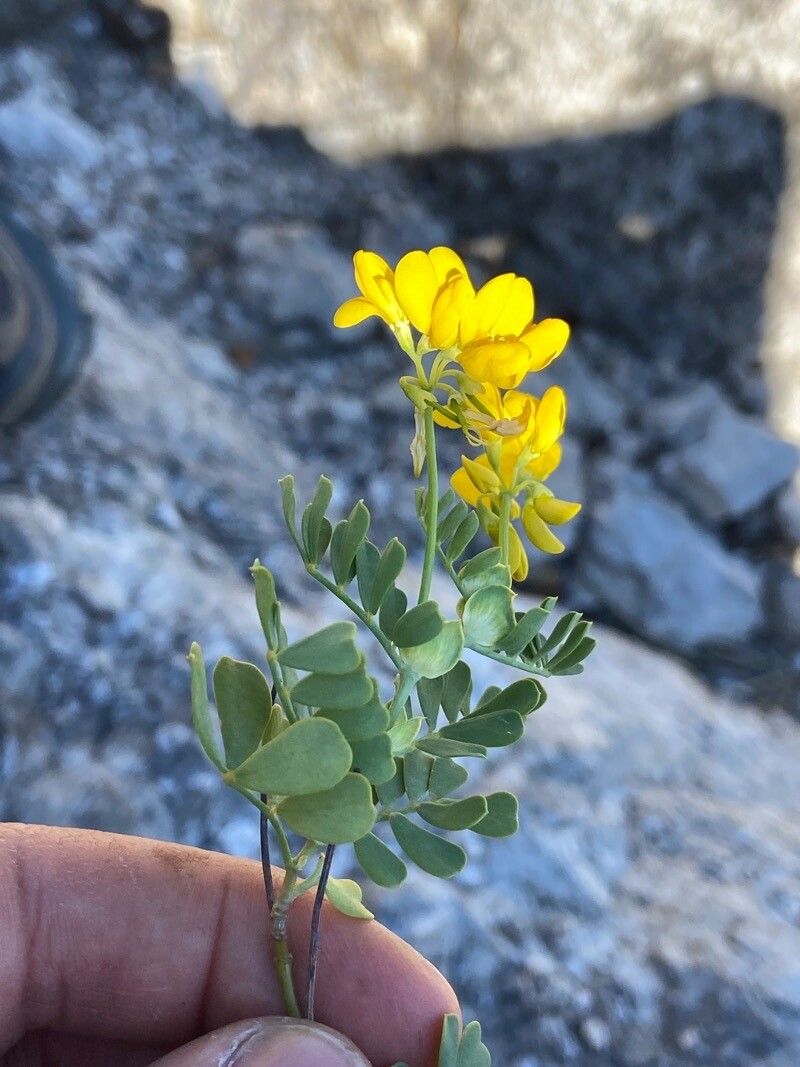 Emerus major — search result for 'Coronilla'