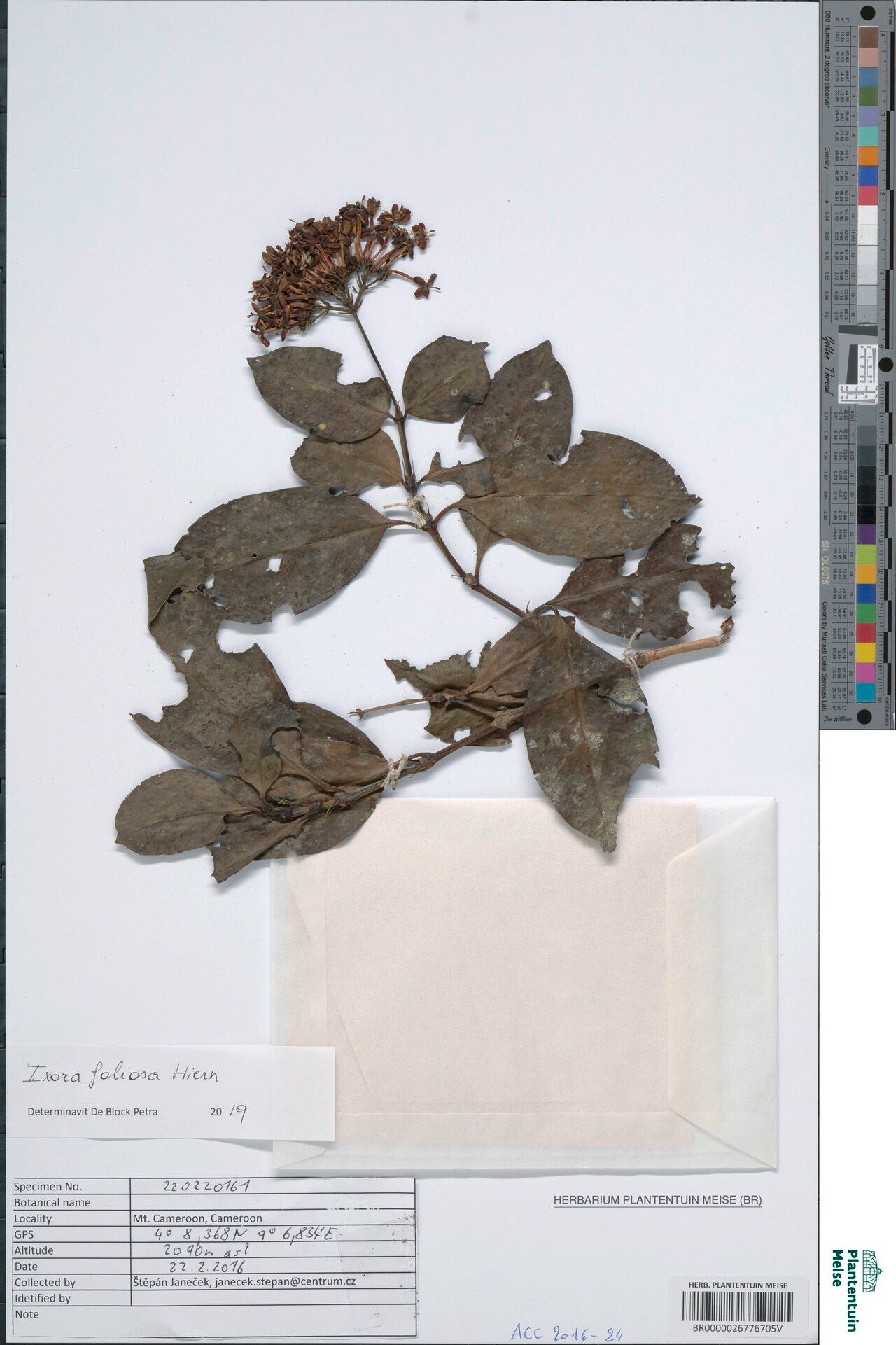 Ixora foliosa — houseplant care guide