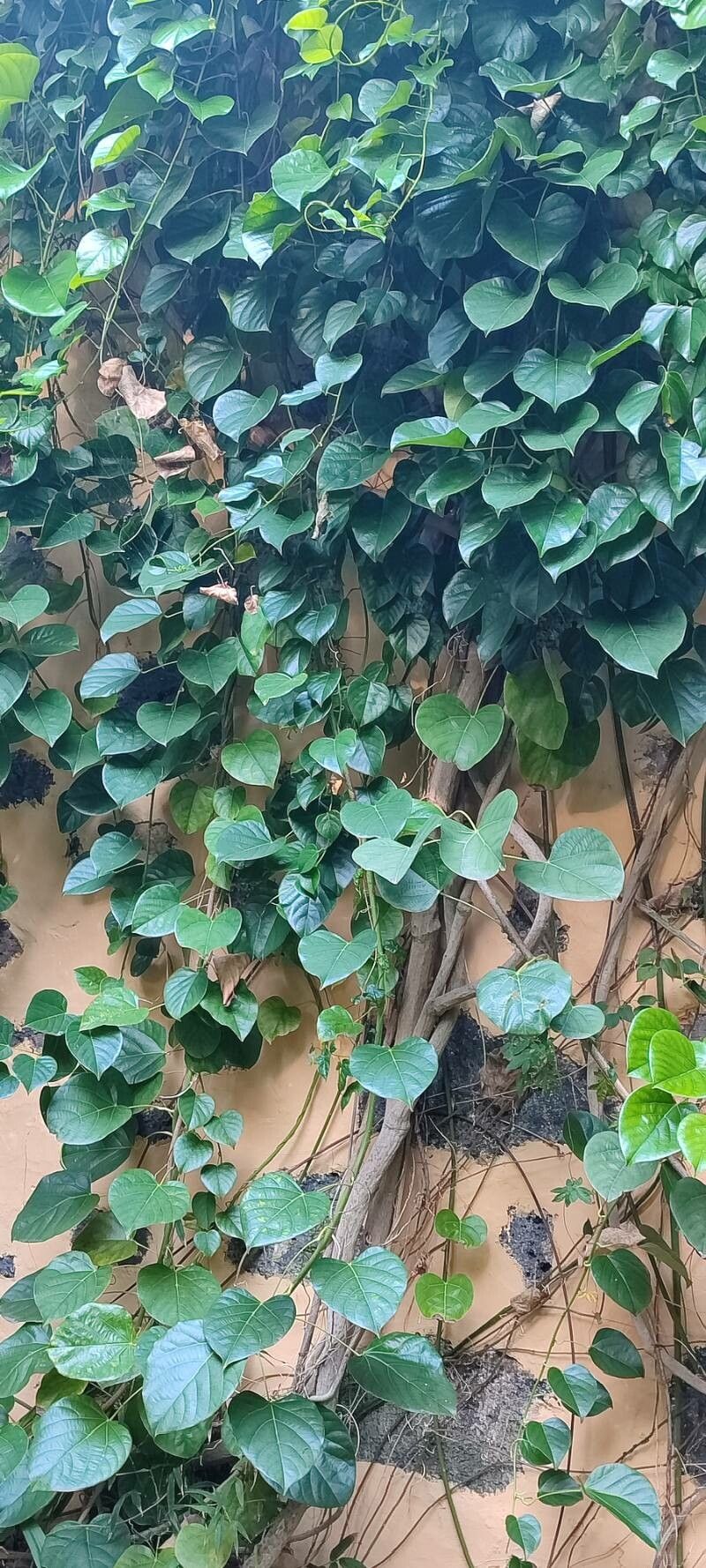 Anamirta cocculus habit