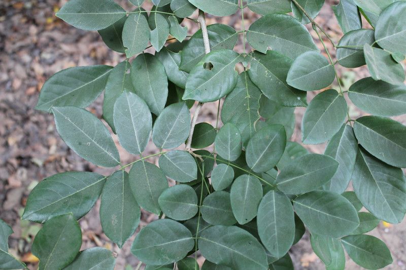 Philenoptera laxiflora — houseplant care guide