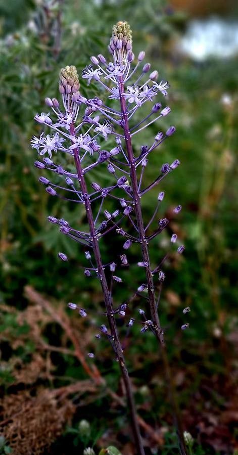 Scilla hyacinthoides flower