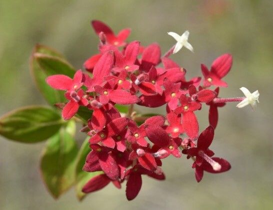 Paracarphalea pervilleana flower