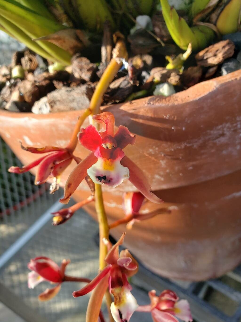 Cymbidium atropurpureum flower