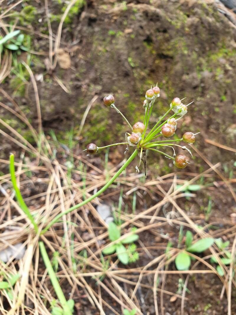 Allium canariense fruit