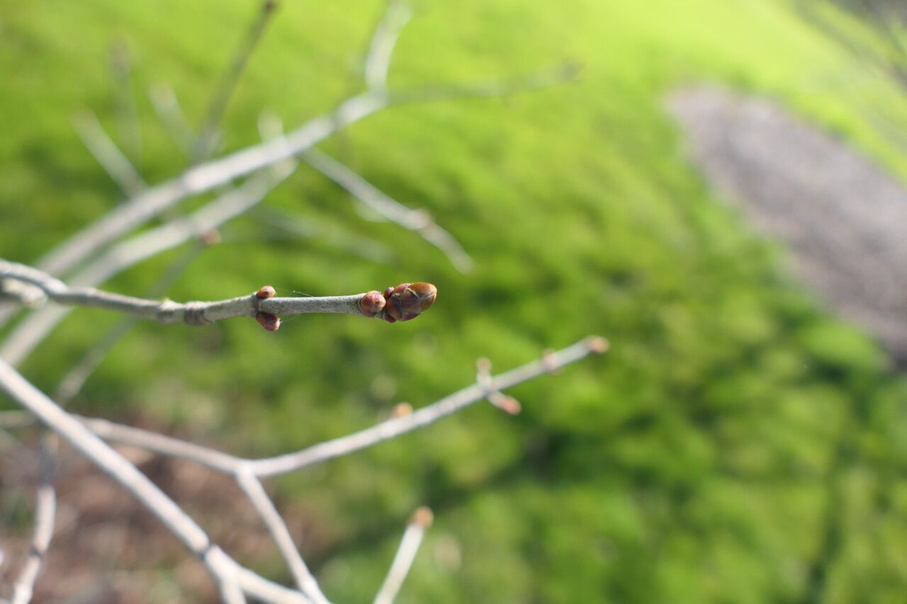 Acer tenellum — houseplant care guide