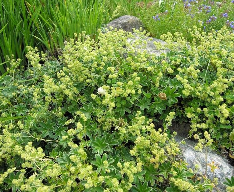 Alchemilla hoppeana flower