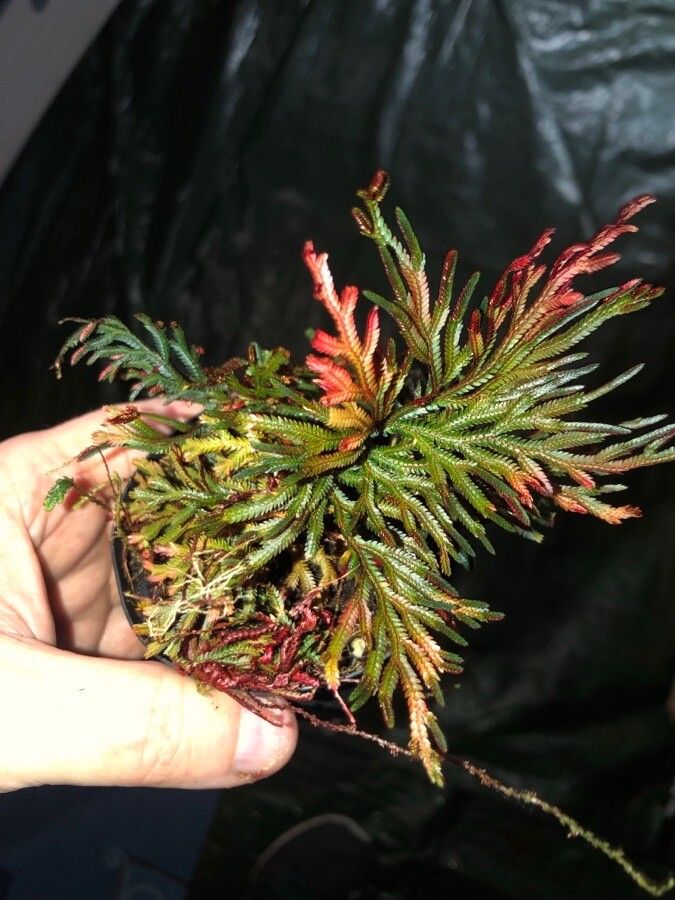 Selaginella haematodes leaf