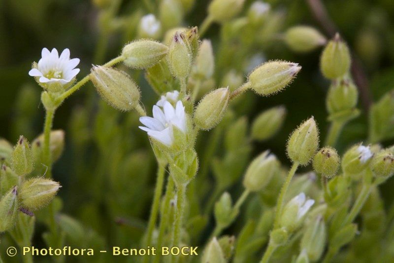Cerastium gracile other