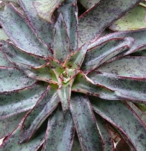 Echeveria tamaulipana habit