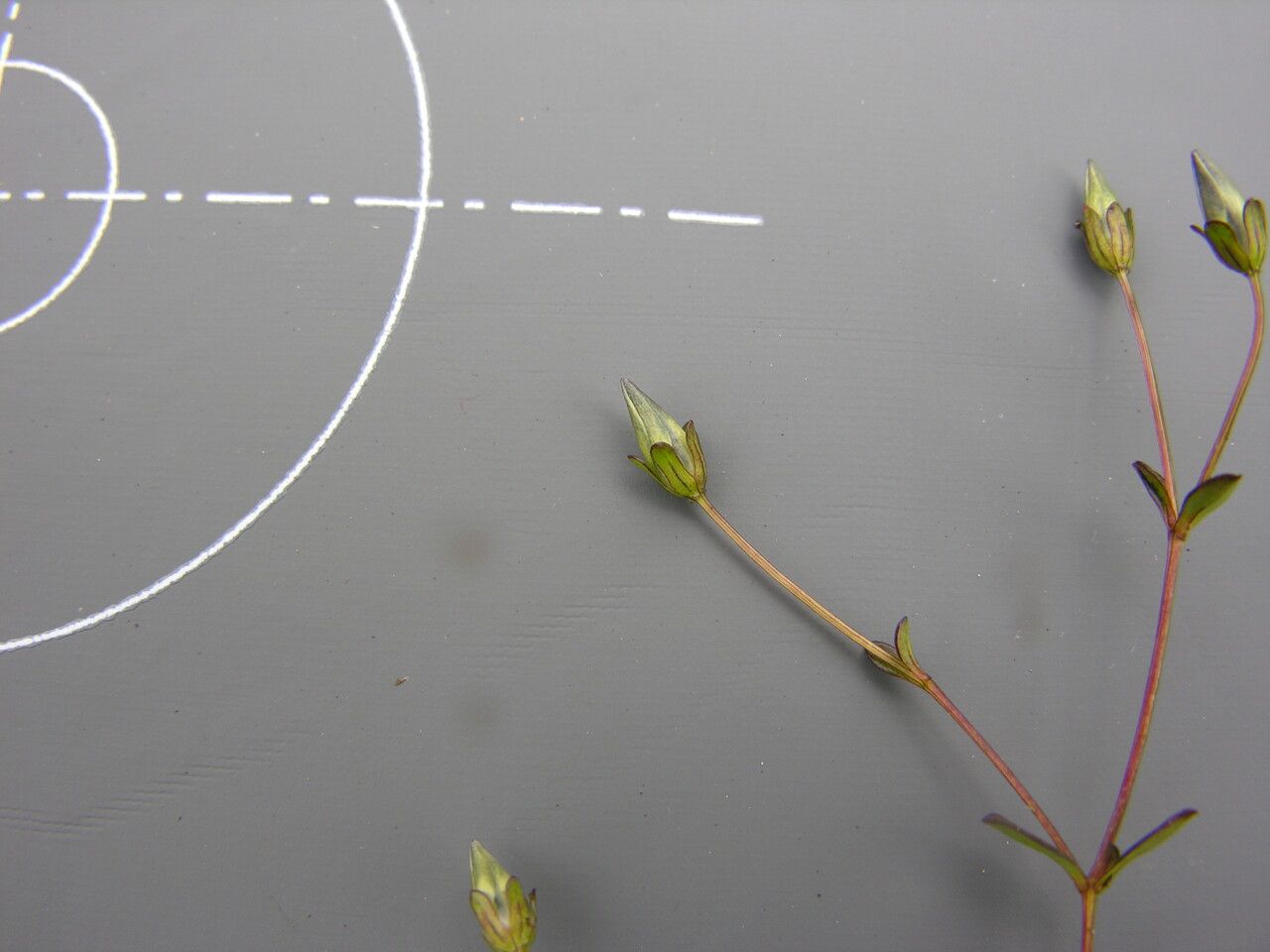 Lomatogonium chumbicum habit