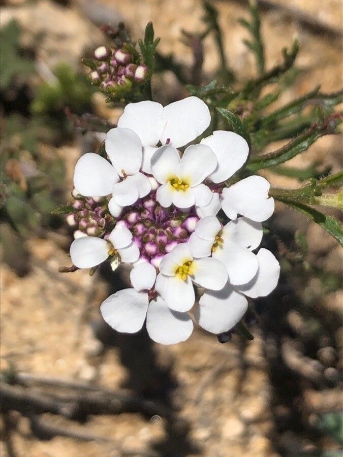 Iberis pectinata flower