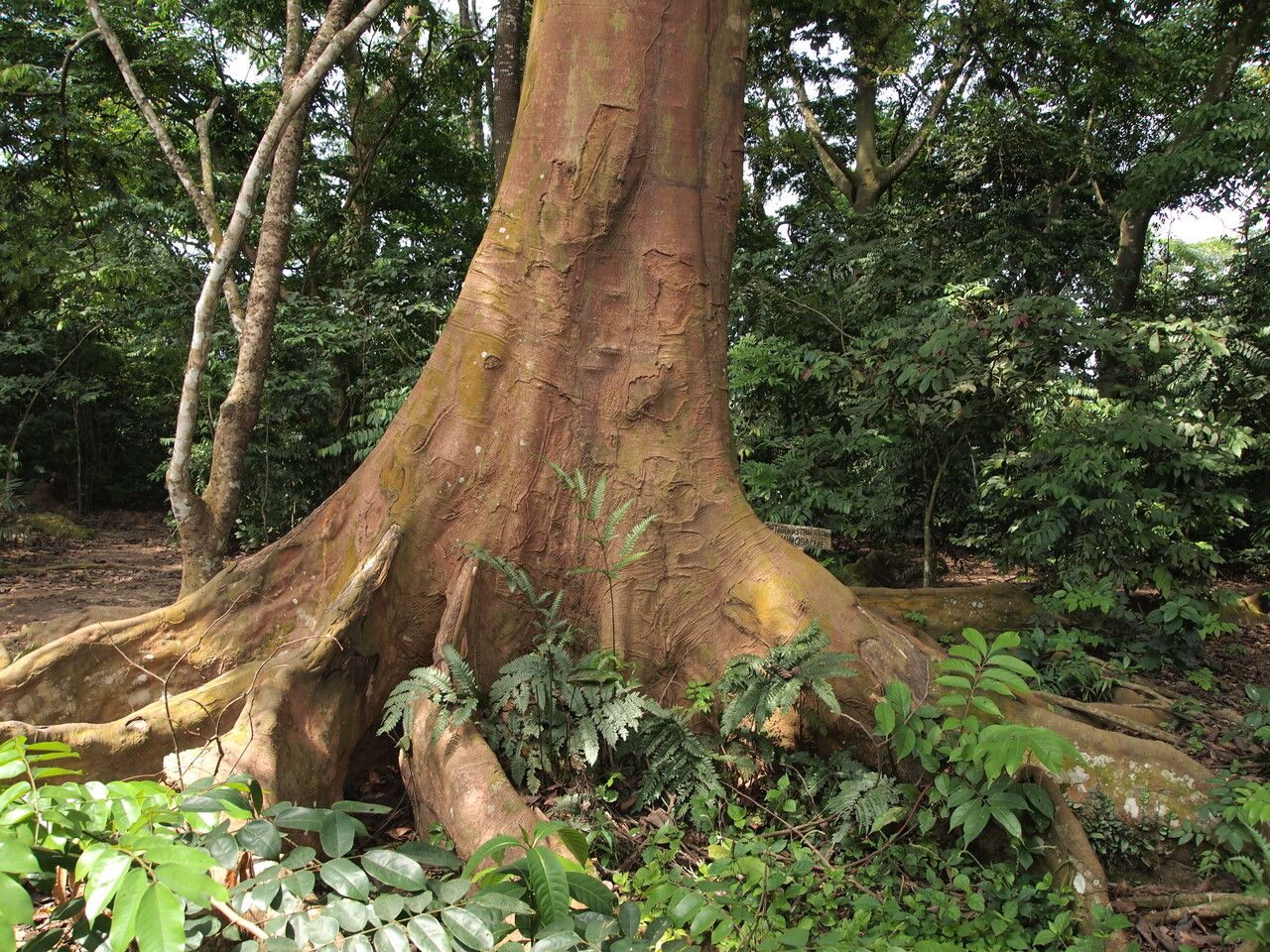 Piptadeniastrum africanum bark
