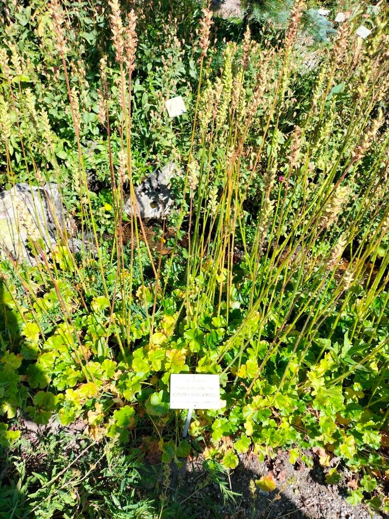 Heuchera chlorantha leaf