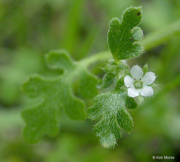 Nemophila pulchella flower